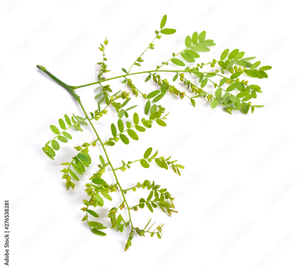 Plant Gleditsiaor locust isolated on white background