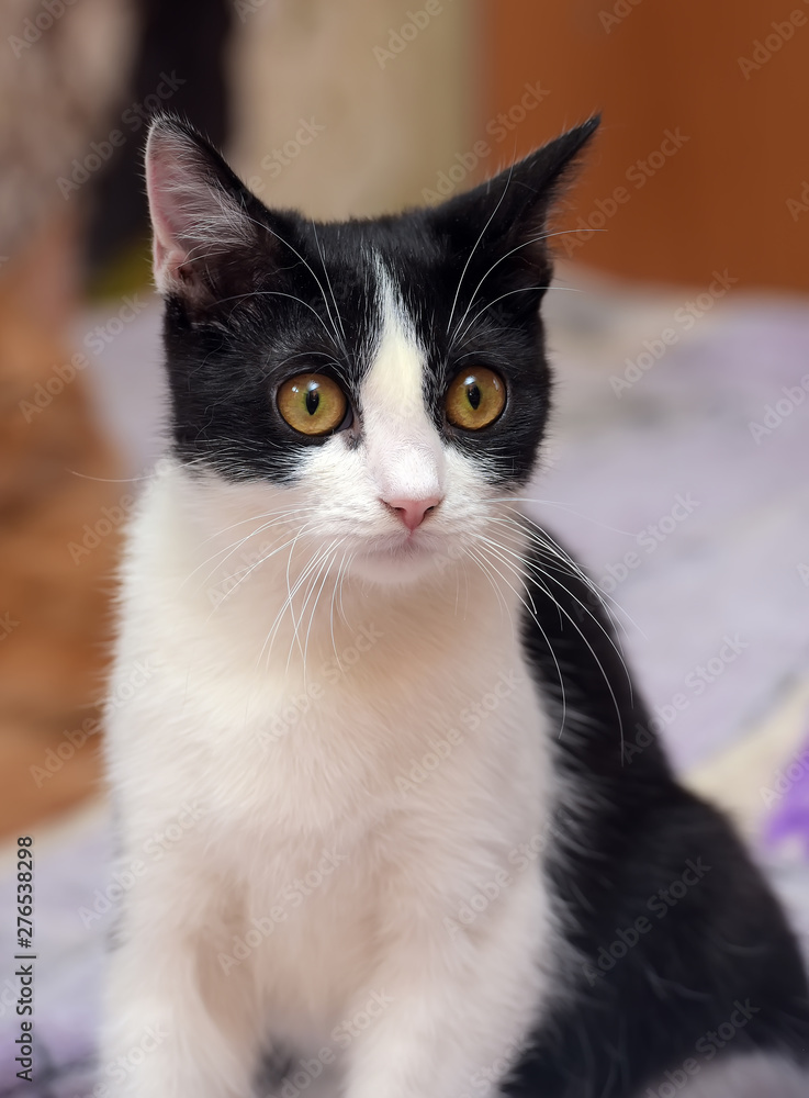young black and white cat european shorthair young black and white cat european shorthair