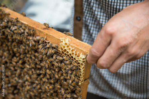 Closeup of beekeeper hold wooden frame with honeycomb. Collect honey.  © ddukang