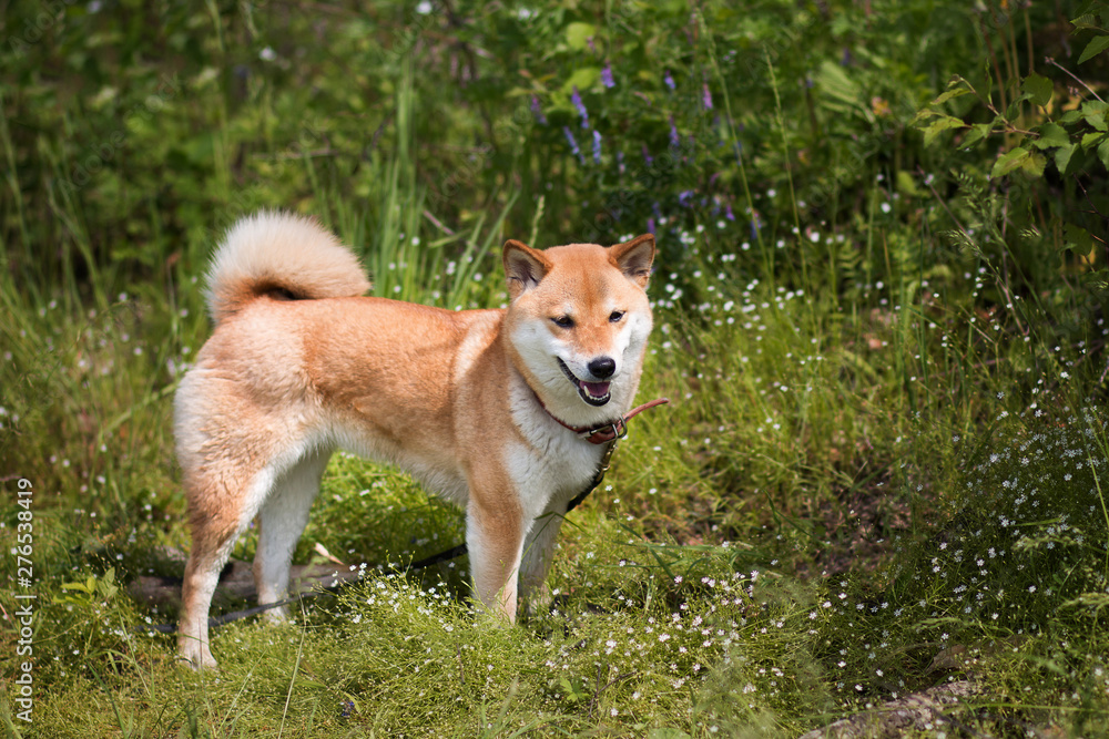Young shiba inu dog standing on a background of green grass in the summer sun
