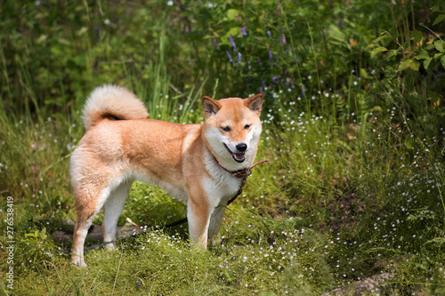 Young shiba inu dog standing on a background of green grass in the summer sun © Елена Швецова