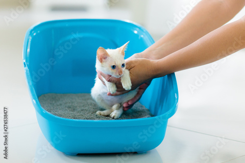 Cat in litter box. Kitten in toilet. Home pet care photo