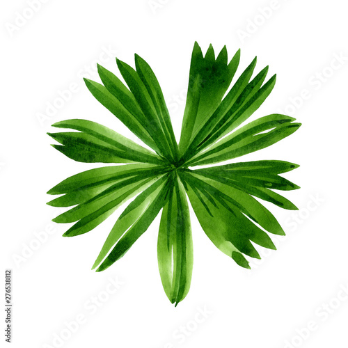 Palm beach tree leaves jungle botanical. Watercolor background illustration s...