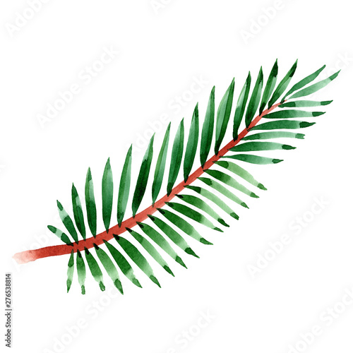 Palm beach tree leaves jungle botanical. Watercolor background illustration s...