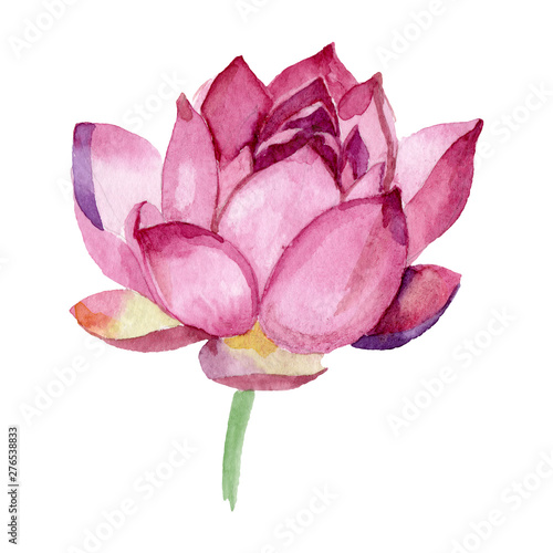 Pink lotus floral botanical flowers. Watercolor background illustration set. ...