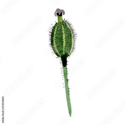 Green poppy head floral botanical flowers. Watercolor background set. Isolate...