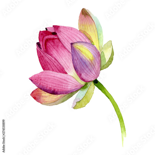 Pink lotus floral botanical flowers. Watercolor background illustration set. ...