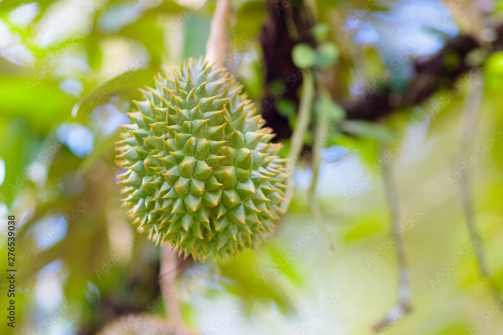 Durian on tree. King of fruit. Durian on tree. King of fruit.