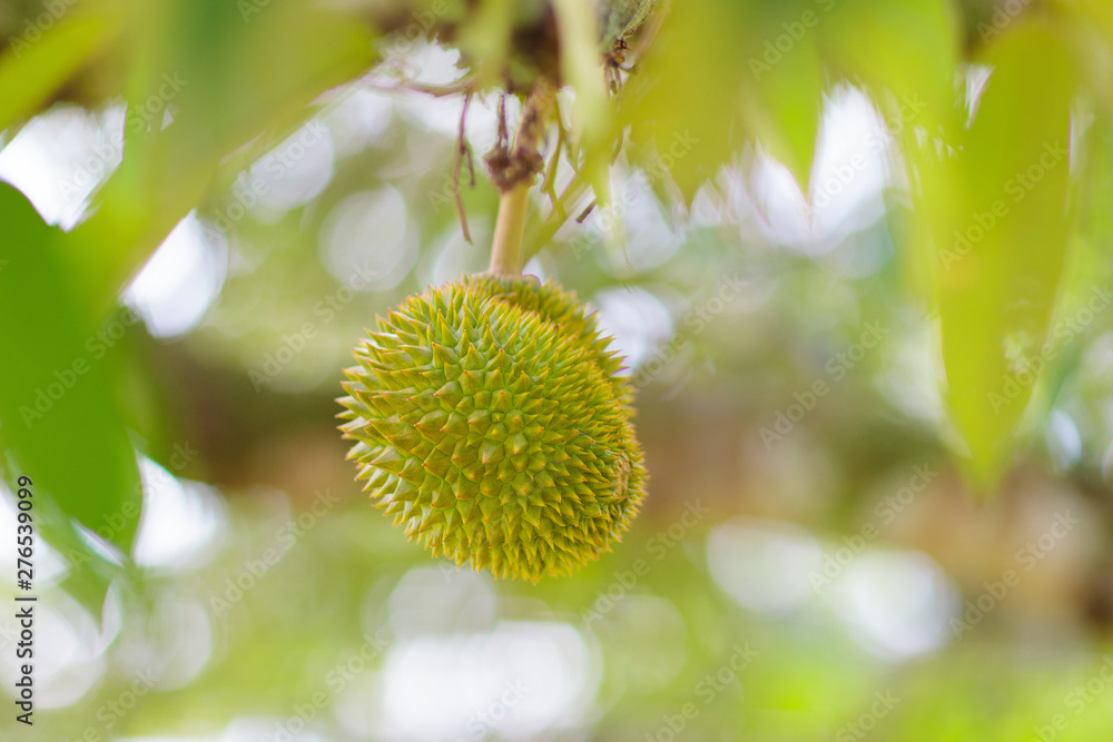 Durian on tree. King of fruit. Durian on tree. King of fruit.