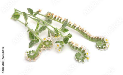 Heliotropium commonly known as heliotropes. Isolated on white background photo