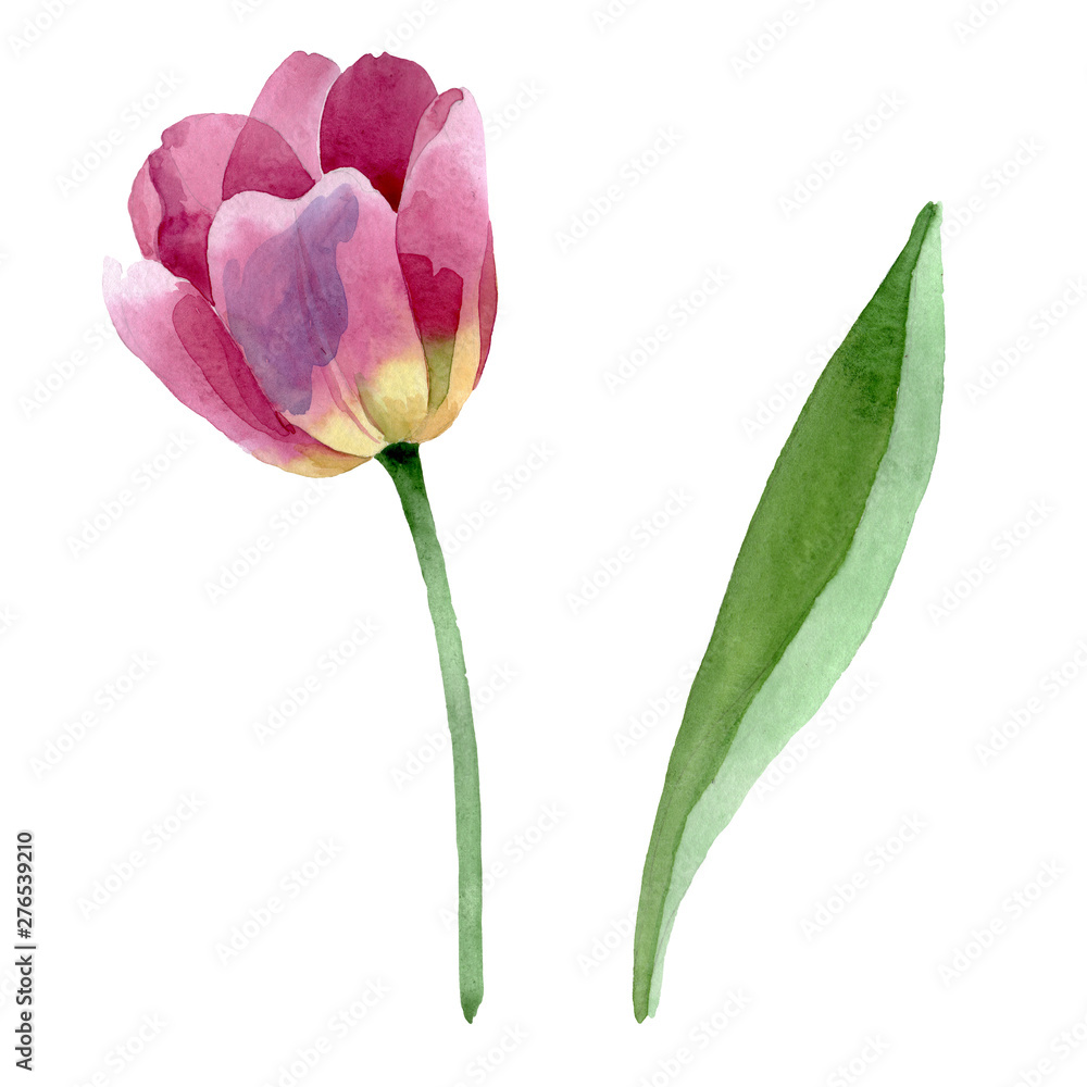 Pink tulips floral botanical flowers. Watercolor background illustration set. solated tulips illustration element.
