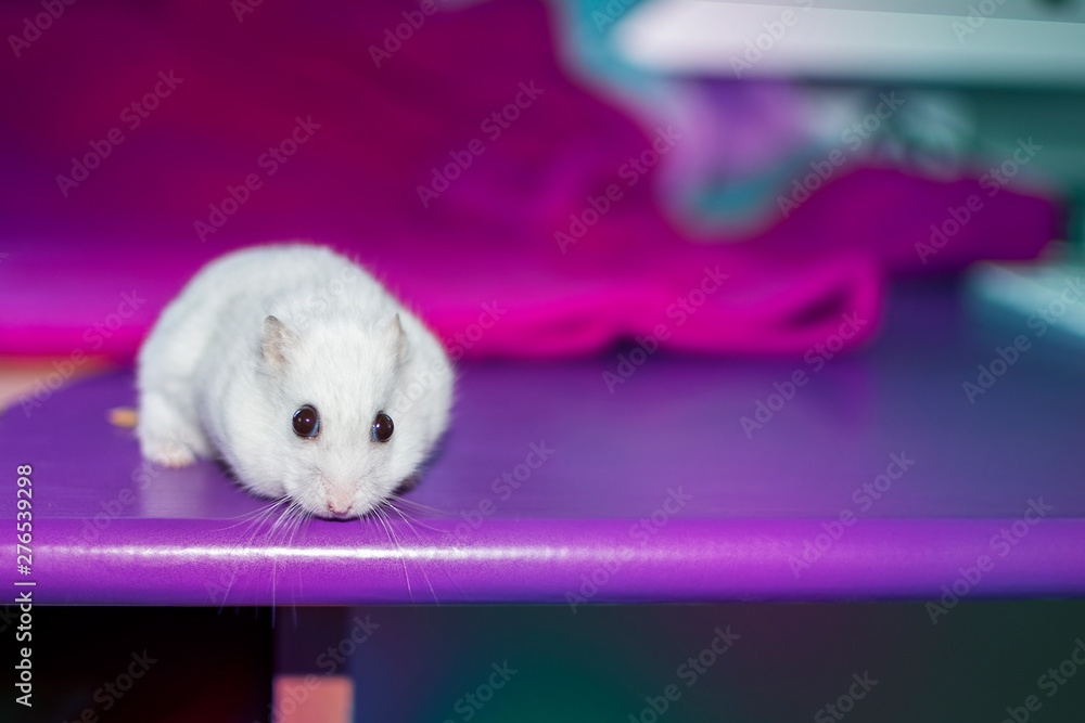 Close-up of a hamster's face looking at camera on a violet desk. Stock  Photo | Adobe Stock
