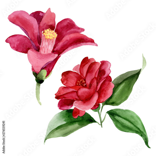 Red camelia floral botanical flower. Watercolor background illustration set. ...