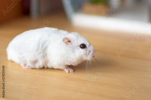 Portrait of a white hamster walking over a wooden desk.