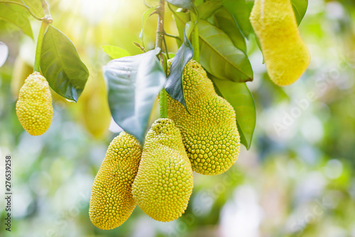 Schilderij op canvas Jackfruit on tree. Tropical fruit.