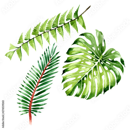 Palm beach tree leaves jungle botanical. Watercolor background illustration s...