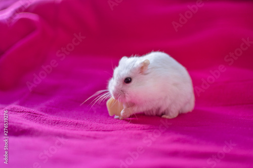 Portrait of a white hamster eating a piece of cheese isolated on pink background.