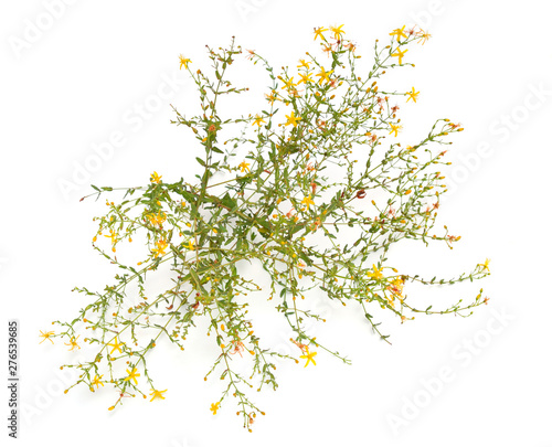 Plant Hypericum triquetrifolium isolated on white background