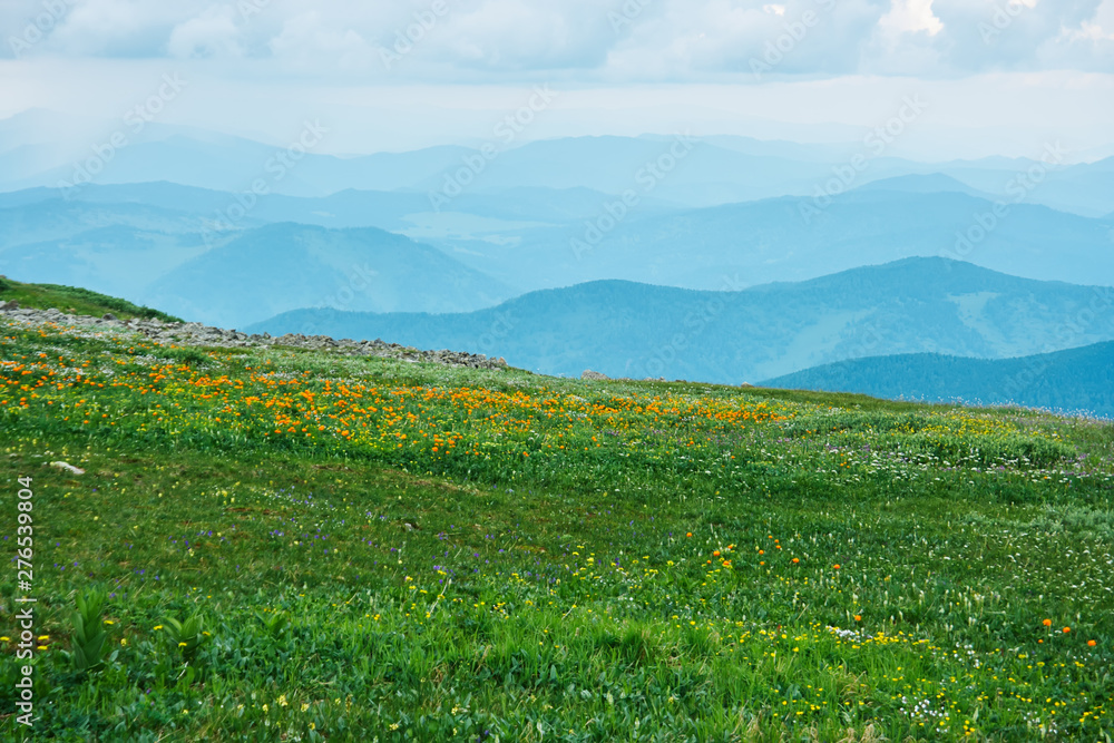 Vegetation of Alpine meadows of Altai. Away mountain ranges. Cloudy sky