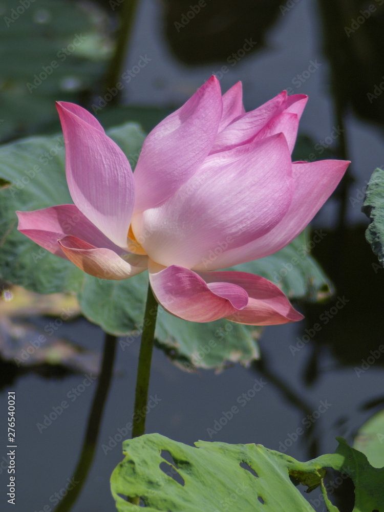Beautiful pink Lotus flower (Nelumbo nucifera) blossom in the lake with water and green nature blurred background.