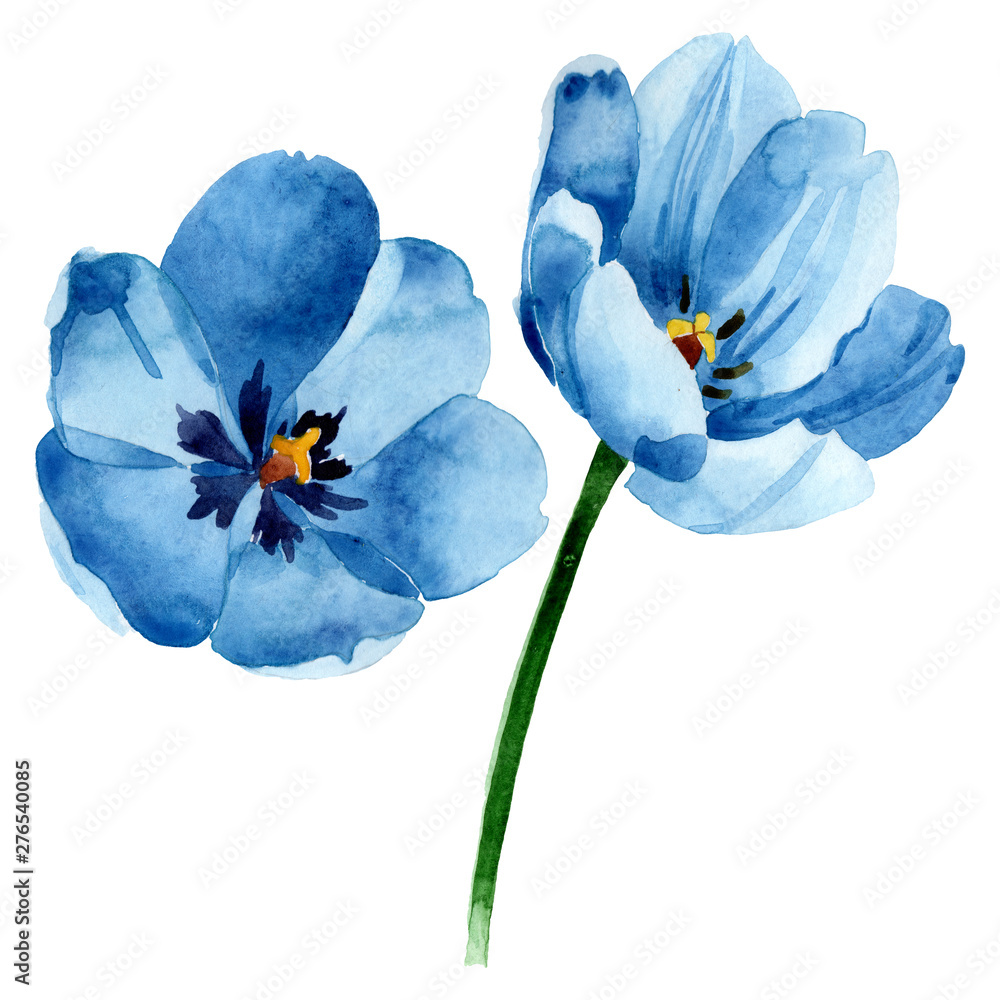 Blue tulip floral botanical flowers. Watercolor background illustration