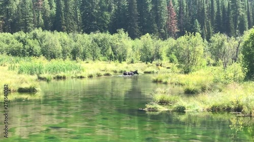 a bull moose feeding at the pond v04 photo