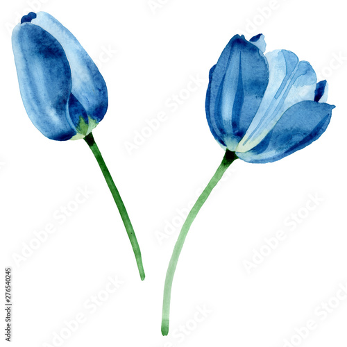 Blue tulip floral botanical flowers. Watercolor background illustration set. Isolated tulip illustration element.