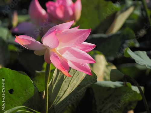 Beautiful pink Lotus flower  Nelumbo nucifera  blossom in the lake with green nature blurred background.