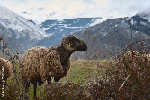 Cabras o ovejas pastando en un bonito prado con montañas nevadas de fondo y niebla.