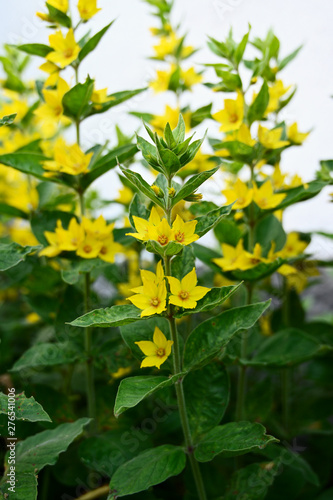 Yellow flowers of ornamental gentian.