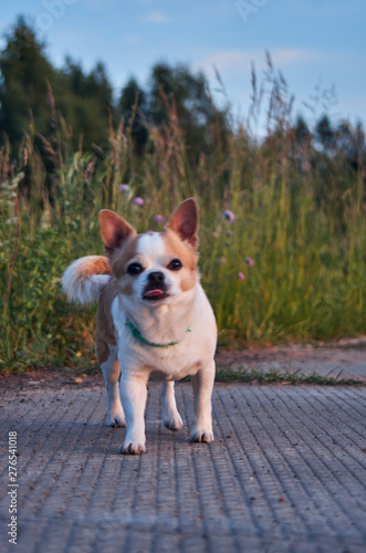 dog chihuahua white-red color in the grass on the nature in the forest