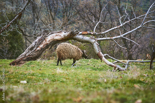 Cabras o ovejas pastando en un bonito prado con monta  as nevadas de fondo y niebla.