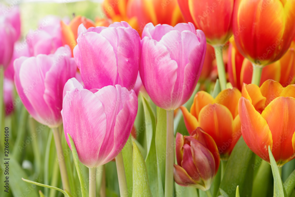 Colorful tulip flower blooming in natural garden, Closeup pink tulip flowers Colorful tulip flower blooming in natural garden, Closeup pink tulip flowers