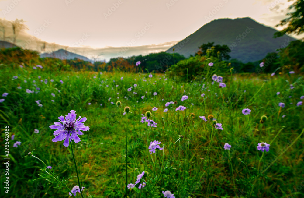 Fototapeta premium 晩夏の花園 榛名山にて