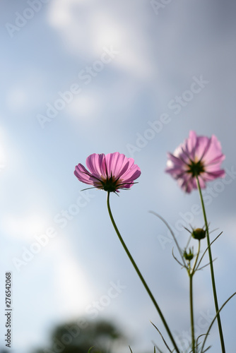 Photograph of cosmos which is heading to the sky