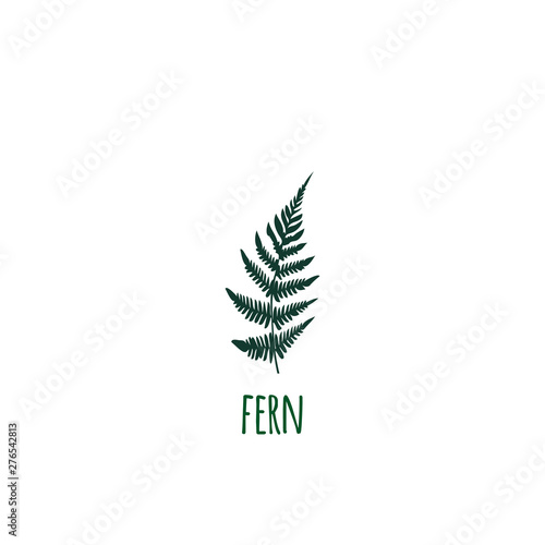 Fern frond green silhouette. Vector illustration. Forest concept.