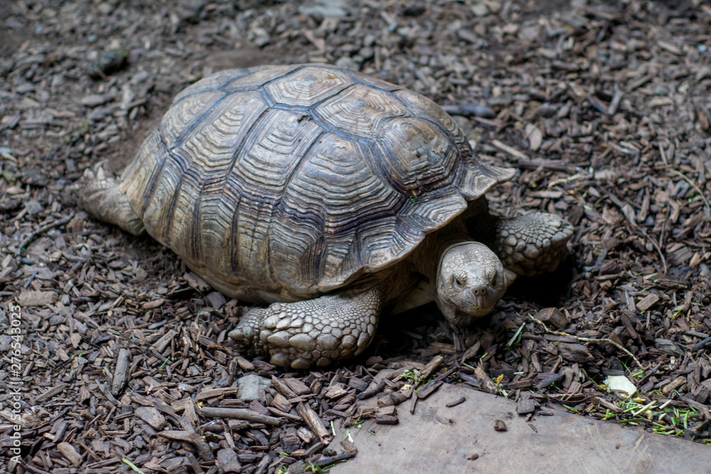 great Seychelles turtle in the forest great Seychelles turtle in the forest