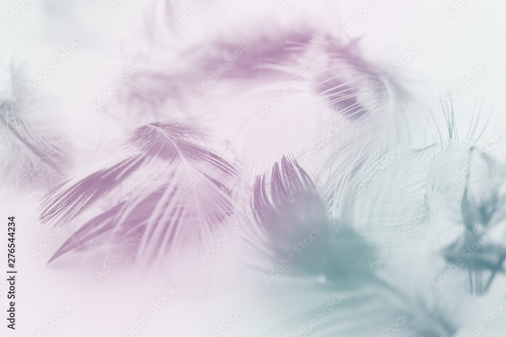 Obraz premium Blurred pastel feather blur, Pastel colors are simulated in feathers