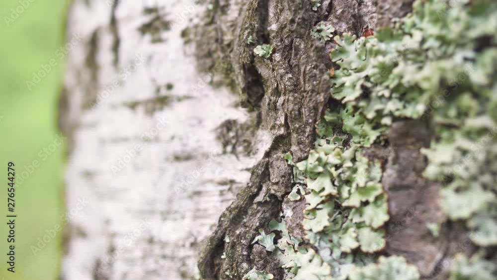 The tree is overgrown with fungus, moss and lichen spores. The tree is overgrown with fungus, moss and lichen spores.