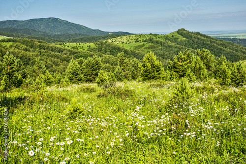 Fototapeta Naklejka Na Ścianę i Meble -  green field of flowers