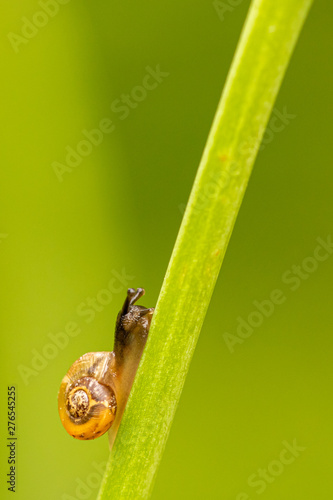 Garden snail climbing up the stem of a plant