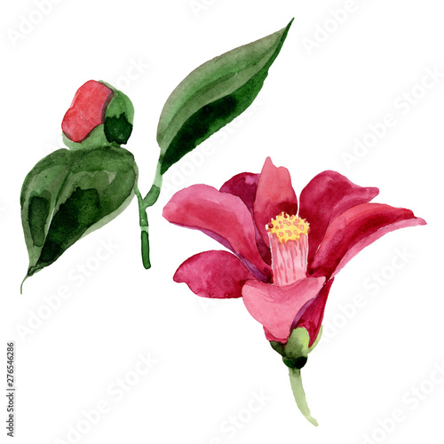 Red camelia floral botanical flower. Watercolor background illustration set. ...