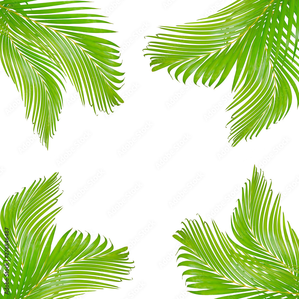 nature leaves frame for text made from green palm leaf isolated on  white background