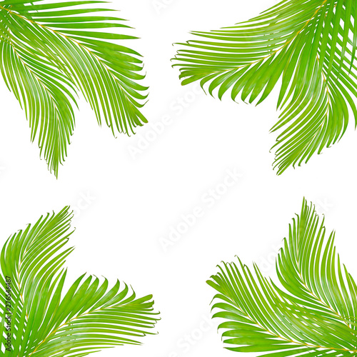 nature leaves frame for text made from green palm leaf isolated on  white background