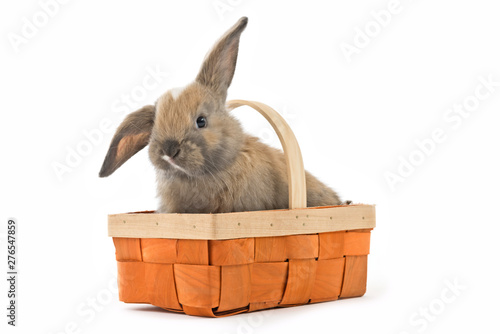 Baby Kaninchen im Osterkorb