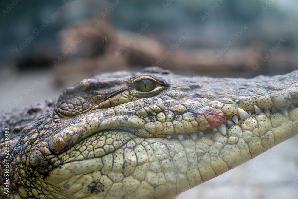 Fototapeta premium crocodile lies on the rocks in the zoo