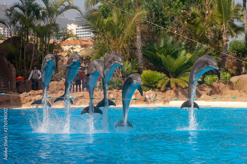 Delfines saltando en un parque acuático