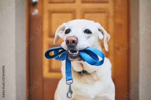 Photography Dog waiting for walk