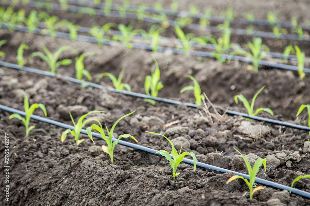 small corn field with drip irrigation