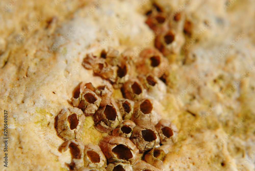 Barnacle group on the beach close up Barnacle group on the beach close up